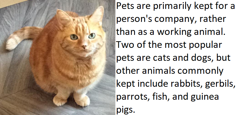 A screenshot of a cat followed by the text 'Pets are primarily kept for a person's company, rather than as a working animal. Two of the most popular pets are cats and dogs, but other animals commonly kept include rabbits, gerbils, parrots, fish, and guinea pigs'.