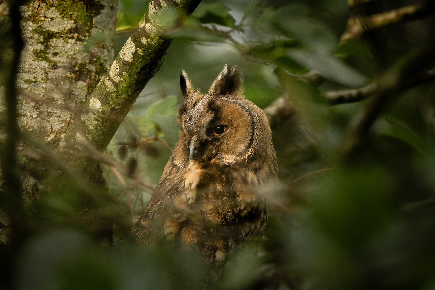 A long eared owl. A brown stocky bird with a short sharp beak, large orange eyes and feather tufts on the top of it's head which look like ears. It's looking over it's shoulder with it's face centred in the frame. It's surrounded by out of focus leaves from the tree it's sat in.